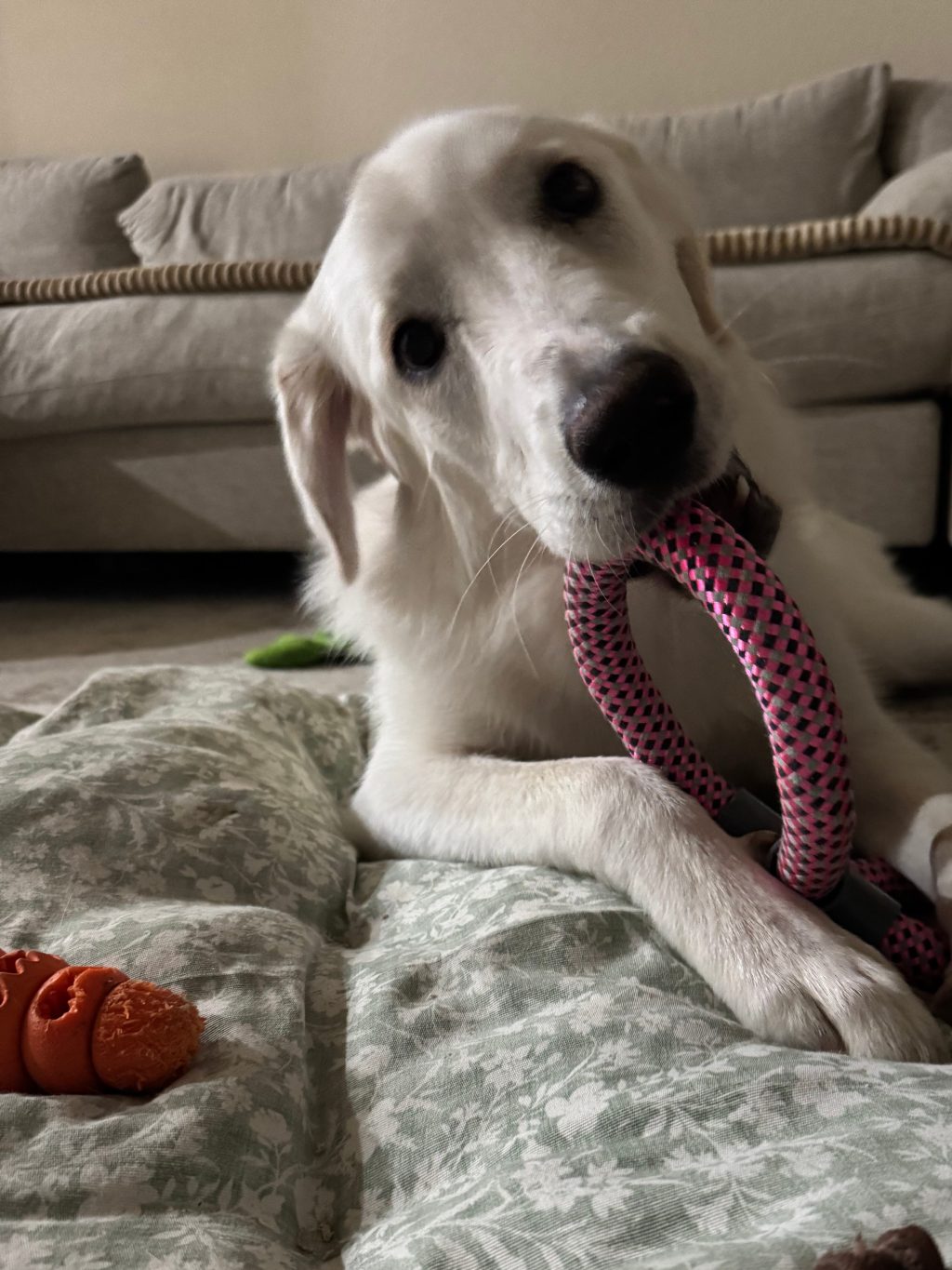 Best Chew Toys for Small & Large Dogs — Tested by Bolt (Yorkie) & Ivy (Great&nbsp;Pyrenees)
